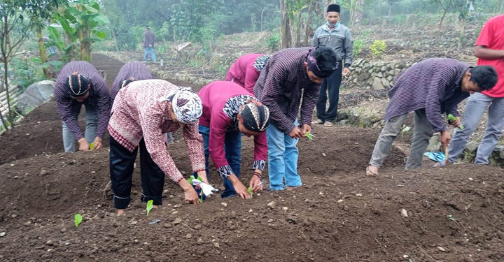 Ilustrasi menanam tembakau (Foto: Istimewa)