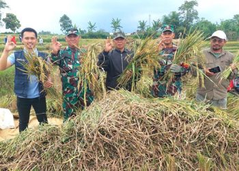 Menjelang lebaran, Perum BULOG Kanwil Jawa Barat telah berhasil menyerap sebanyak 66.000 ton Gabah Beras Petani di wilayah Provinsi Jawa Barat